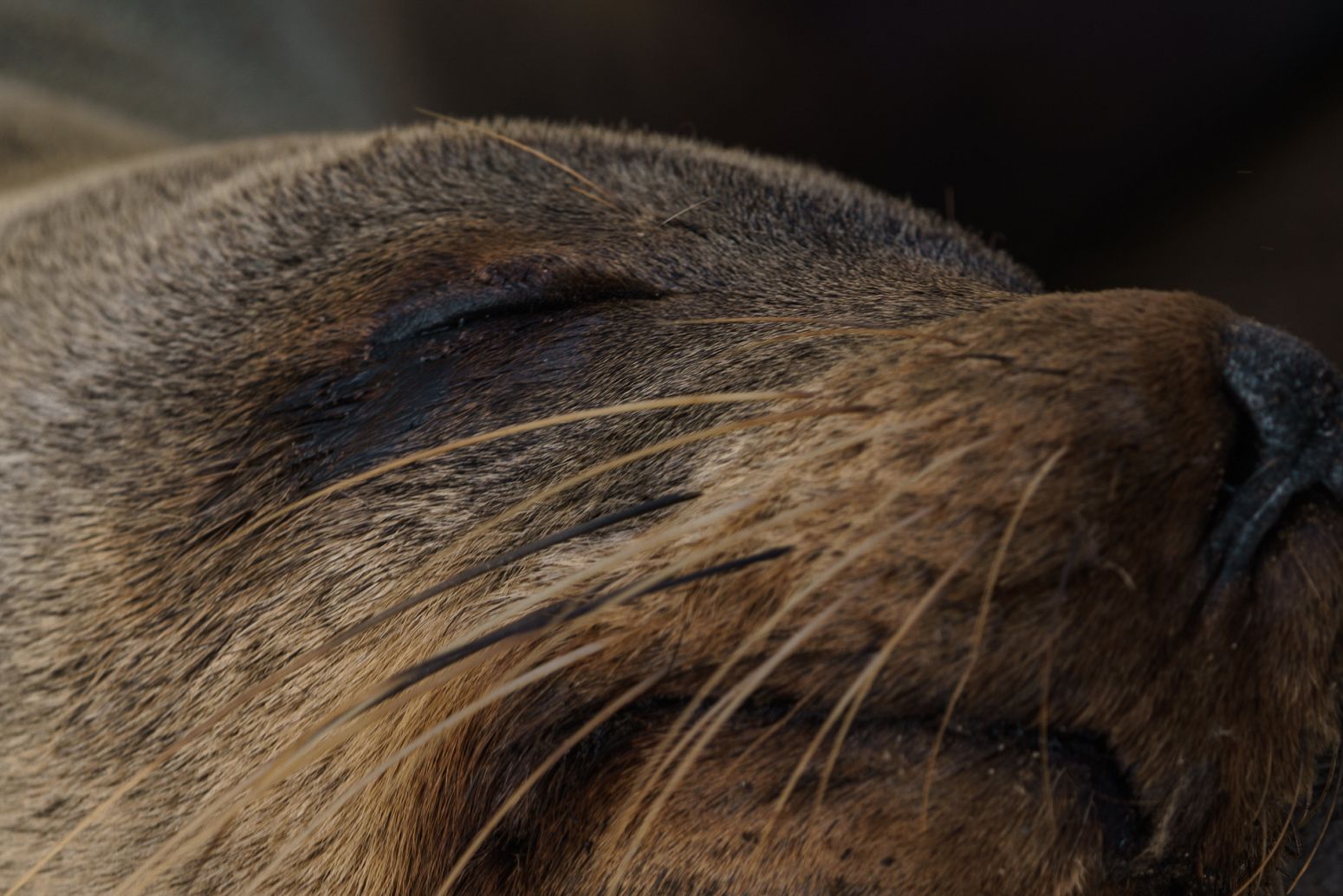 Cape Cross seals colony, Namibia